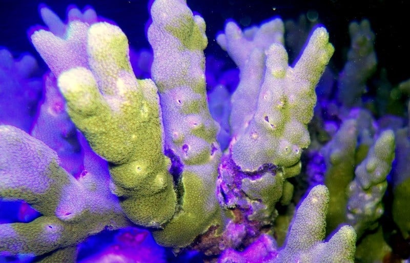 marine biology blog coral