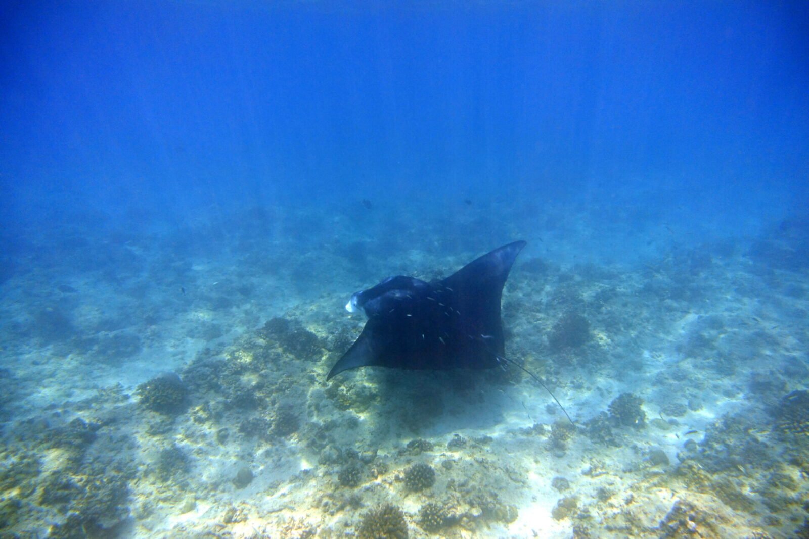 Marine Biology Blog Differences between the Rays (Stingrays, Eagle Rays & Manta Rays) Gili